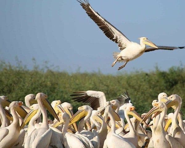 picture  of destination with title  Visit the bird parc of Djoudj for site senegal premuim  tour (tourism in Senegal)