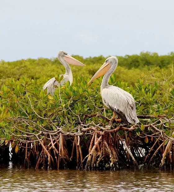 picture  of destination with title  Visit the Delta of Saloum for site senegal premuim  tour (tourism in Senegal)