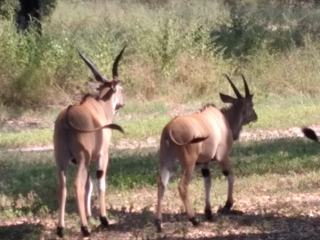 Destination Bandia Wildlife Reserve — Senegal Premium Tour