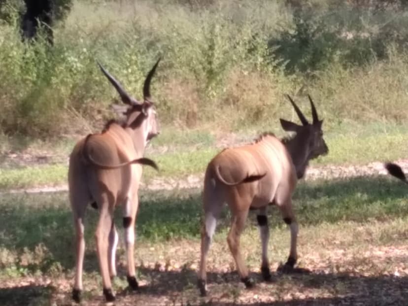 Destination Bandia Wildlife Reserve — Senegal Premium Tour