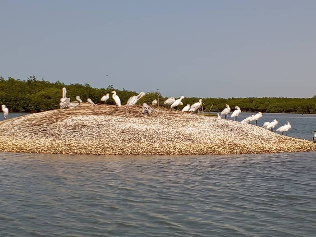 Destination Bandia Reserve and Somone Lagoon with Lunch — Senegal Premium Tour